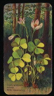 Côte D'Or - Botanica - 1954 - 51 - Oxalis, Surelle, Witte Klaverzuring - Côte D'Or