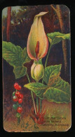 Côte D'Or - Botanica - 1954 - 53 - Arum, Gouet Tacheté, Gevlekte Aronskelk - Côte D'Or