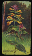 Côte D'Or - Botanica - 1954 - 58 - Melampyrum, Melampyre Violet, Hengel - Côte D'Or