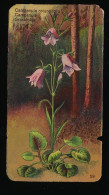Côte D'Or - Botanica - 1954 - 59 - Campanula, Grasklokje - Côte D'Or