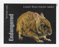 USA 2023 MiNr. 6060ba Endangered Species Mammals Lower Keys Marsh Rabbit (Sylvilagus Palustris Hefneri) 1v MNH ** 1.40 € - Conejos