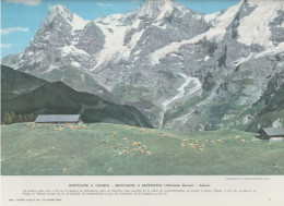 Photo  -  Reproduction -  Montagne à Vaches - Montagne à Alpiniste - Oberland Bernois - Suisse - Europe