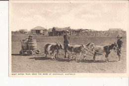 Australie Queensland Goat Water Team Near The Bore At Mackinlay Ziege Goat Cart Attelage Chevre - Other & Unclassified