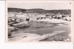 Argentine Carte Postale Mais Pas Dz Traits Sepateur Au Dos Rio De Cavalango Tanti  Ziege Goat Chevre - Argentine