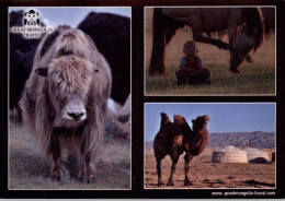 MONGOLIA - Wildlife - Mongolia