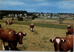 5232 FLAMMERSFELD, Gesamtansicht Mit Weidetieren - Altenkirchen