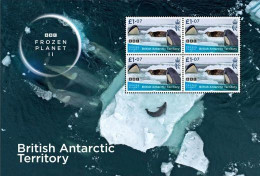 British Antarctic 2023 Frozen Planet BBC - Feuillet Orques (valeurs 1.07) - Ongebruikt