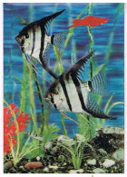 CARTE STEREOSCOPIQUE  POISSON  ANGEL FISH    9X14 AQ84 - Stereoscope Cards