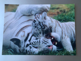 TIGRES BLANC BEAUTE TENDRESSE ET GESTES D'AMOUR GRANDE CARTE - Tijgers