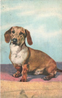 ARTS - Peintures Et Tableaux - Un Basset - Carte Postale Ancienne - Peintures & Tableaux