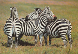 Zebres - Zebras