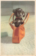 ANIMAUX & FAUNE - Chien Dans Un Sac à Main - Colorisé - Carte Postale Ancienne - Cani