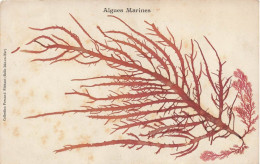 FLEURS - PLANTES - ARBRES - Algues Marines - Colorisé - Carte Postale Ancienne - Autres & Non Classés