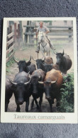 CPM CHEVAL GARDIAN MANADE DE TAUREAUX CAMARGUAIS PHOTO FARISSIER TAUREAU TAUREAUX TORO TOROS ED SL 2004 - Toros