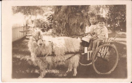 USA - Carte-photo Goat Cart Warren Mi - Warren