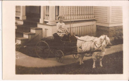 USA - Carte-photo Goat Cart - Autres & Non Classés