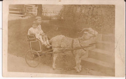 USA - Carte-photo Goat Cart - Autres & Non Classés