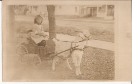 USA - Carte-photo Goat Cart Carte Photo - Autres & Non Classés