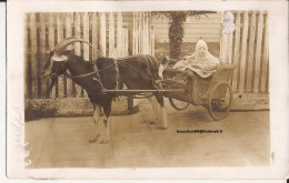 USA - Carte-photo Goat Cart Carte Photo - Autres & Non Classés