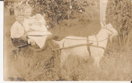 USA - Carte-photo Goat Cart Carte Photo - Autres & Non Classés