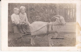 USA - Carte-photo Goat Cart Carte Photo Davenport Iowa - Davenport