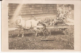 USA - Carte-photo Goat Cart Carte Photo - Autres & Non Classés