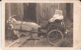 USA - Carte-photo Goat Cart Carte Photo - Autres & Non Classés