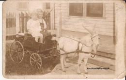 USA - Carte-photo Goat Cart Carte Photo - Otros & Sin Clasificación