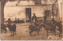 Espagne - Cordoba - Tipos Y Costumbres - Sans Légende - Editeur à Madrid Cabras Goat - Córdoba