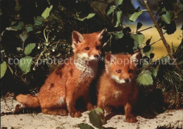 72547064 Fuchs Tiere Jungfuechse Renardeaux Younf Foxes   - Chiens