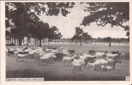 Inde - Calcutta Maidan - Goats Goat - Inde