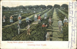 41326719 Visalia Drying Raisin Grapes In California - Autres & Non Classés
