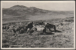 Dartmoor Ponies, Devon, C.1930 - Kenneth E Ruth RP Postcard - Dartmoor