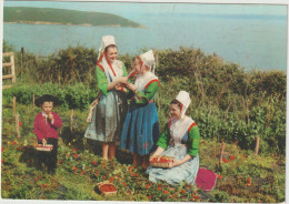 Dav : Finistère : Costumes De  PLOUGASTEL - DAOULAS , La  Ceuillette Des Fraises  1970 - Daoulas