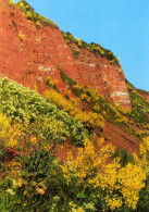 04976 - HELGOLAND - Blühender Klippenkohl An Den Felsen Der Westküste - Helgoland