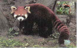 Red Panda Of The Himalayas (India) .Endangered Species.   Maximum-card India - Lettres & Documents