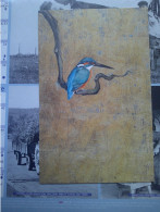 Kingfisher, Martin Pêcheur - Vogels