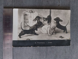 Russian Postcard.  Dachshund - Teckel - Dackel - Bassotto -  Old Vintage  Postcard 1904 - Honden