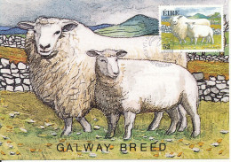 Ireland Maximum Cards 3-9-1991 Fauna & Flora SHEEPS Complete Set Of 3 - Cartoline Maximum