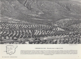 Photo  -  Reproduction -  Espagne - Oliveraies Dans La Région De Jaen - Europa