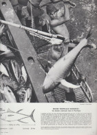 Photo  -  Reproduction - Pêche -  Un Thonier Américain Dans Le Pacifique - Amérique