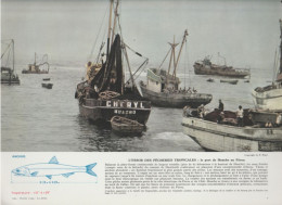 Photo  -  Reproduction - Pérou - Pêche -  Le Port De Huacho - Amerika