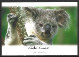 AUSTRALIE. Carte Postale écrite. Gold Coast/Koala. - Gold Coast