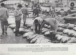 Photo  -  Reproduction - Pêche - Le Port De Tokyo - Japon - Asien