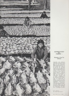 Photo  -  Reproduction -  Chine - Poisson - Secherie à Yen-Taï - Azië