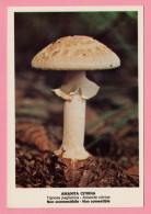 Delcampe - Funghi  Amanita Citrina -  CARTOLINA Non Viaggiata - Pilze