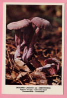 Funghi Laccaria Laccata  Var Amethystina -  CARTOLINA Non Viaggiata - Mushrooms