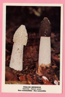 Funghi Phallus Impudicus -  CARTOLINA Non Viaggiata - Mushrooms