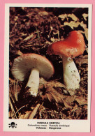 Funghi Russula Emetica -  CARTOLINA Non Viaggiata - Mushrooms