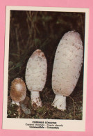 Funghi Coprinus  Comatus -  CARTOLINA Non Viaggiata - Mushrooms